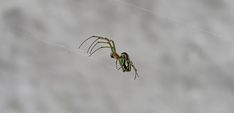 Green and Black Spider on Web Against Gray Background