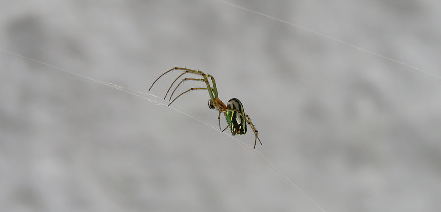 Green and Black Spider on Web Against Gray Background