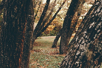 Autumn Forest Path with Textured Tree Trunks