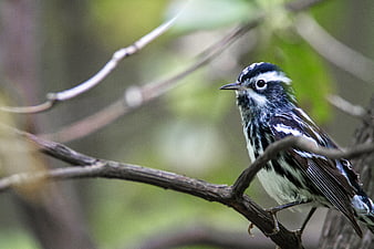 Black and White Warbler Perched on Branch in Forest