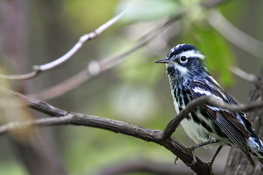 Black and White Warbler Perched on Branch in Forest