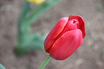 Close-up of a vibrant red tulip flower in a garden