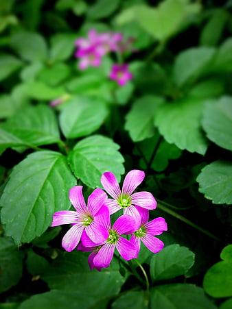 Pink Wood Sorrel Flowers with Green Leaves
