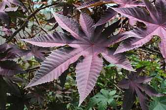 Close-up of purple castor bean leaves with serrated edges