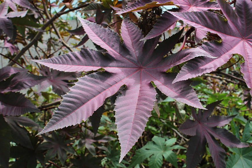 Close-up of purple castor bean leaves with serrated edges