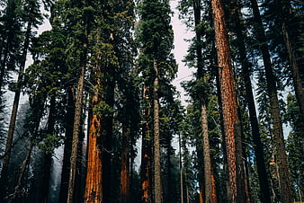 Low angle view of towering redwood trees in misty forest