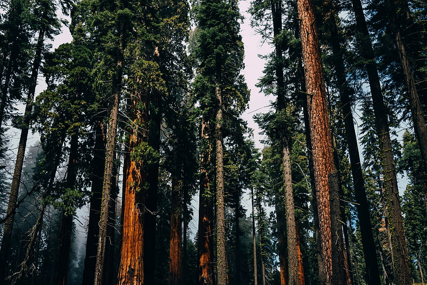 Low angle view of towering redwood trees in misty forest