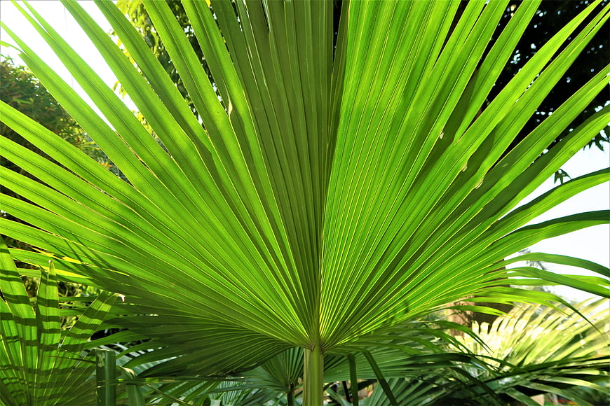 Vibrant Green Palm Leaf Backlit by Sunlight