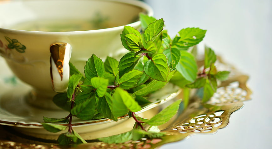 Fresh Mint Leaves on Vintage Tea Cup and Saucer