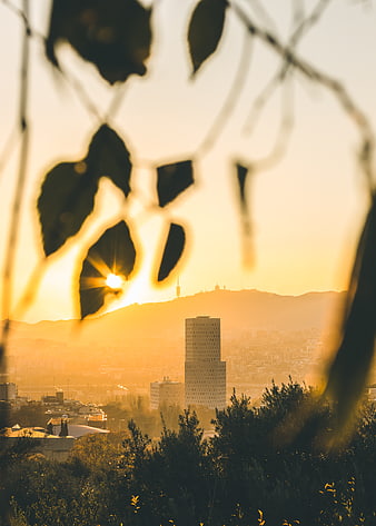 Golden sunset cityscape through blurred leaves