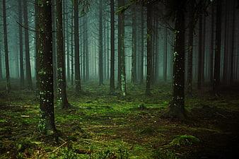 Mysterious Foggy Pine Forest with Mossy Ground