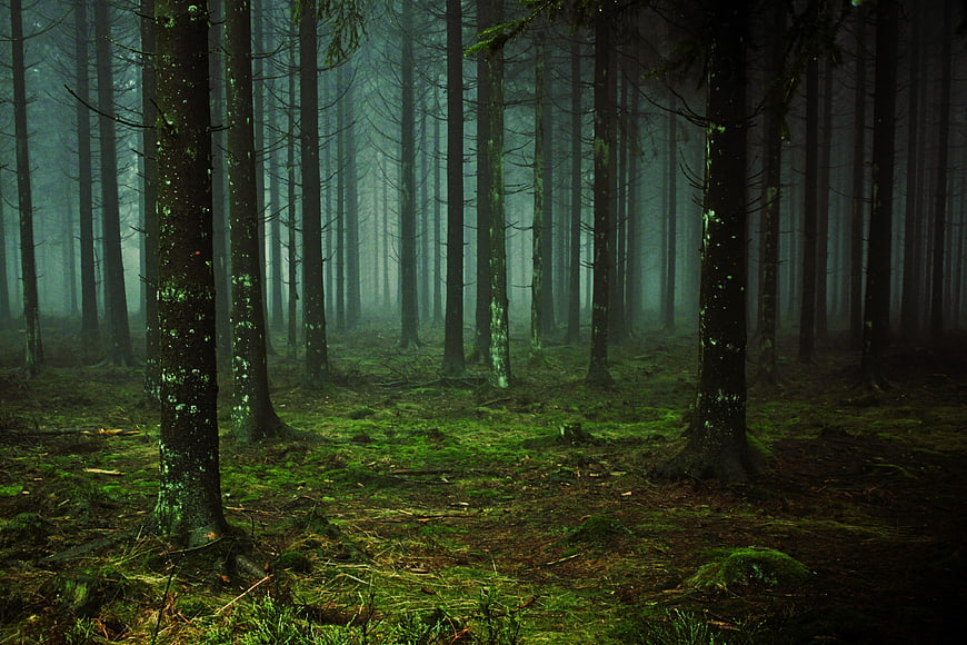 Mysterious Foggy Pine Forest with Mossy Ground