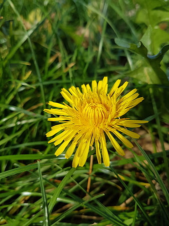 Close-up of a bright yellow dandelion flower in green grass