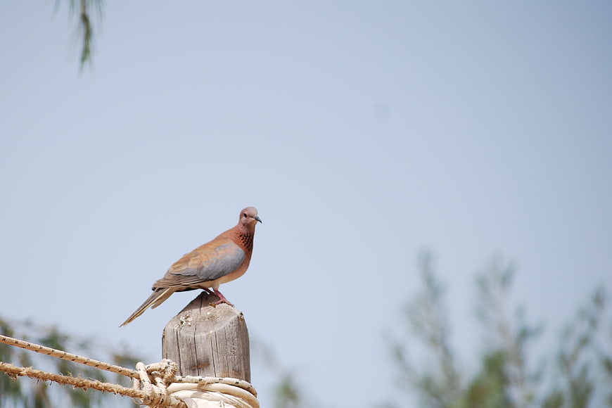 Brown Dove Perched on Wooden Post Against Blue Sky
