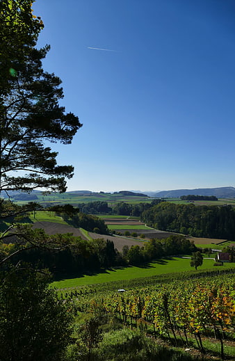 Scenic Vineyard Landscape with Rolling Hills and Blue Sky