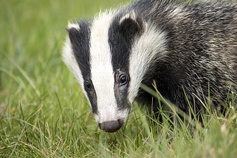 Close-up of a European badger foraging in green grass