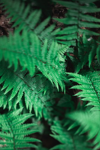 Close-up of lush green fern leaves in a forest