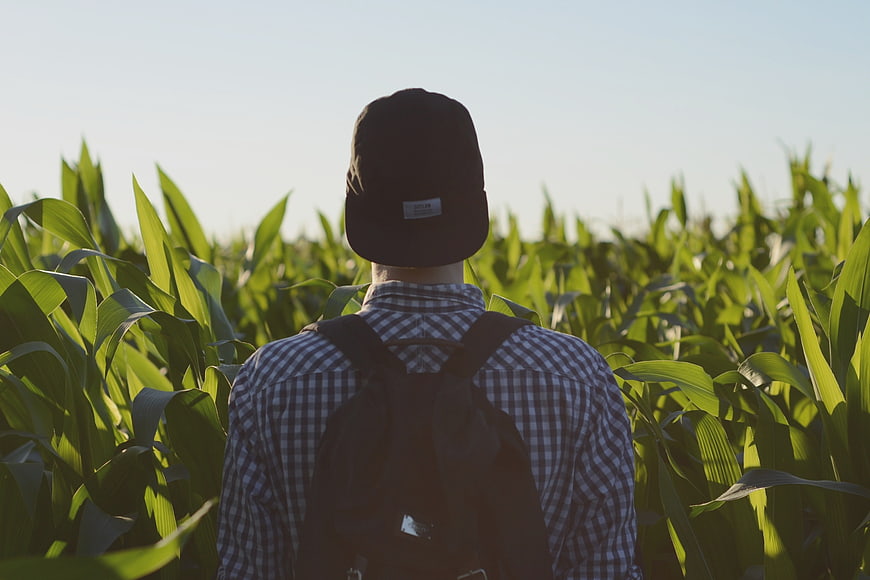 Man with Backpack Standing in Cornfield at Sunset