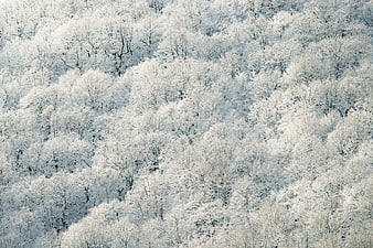 Aerial View of Snow-Covered Winter Forest Trees