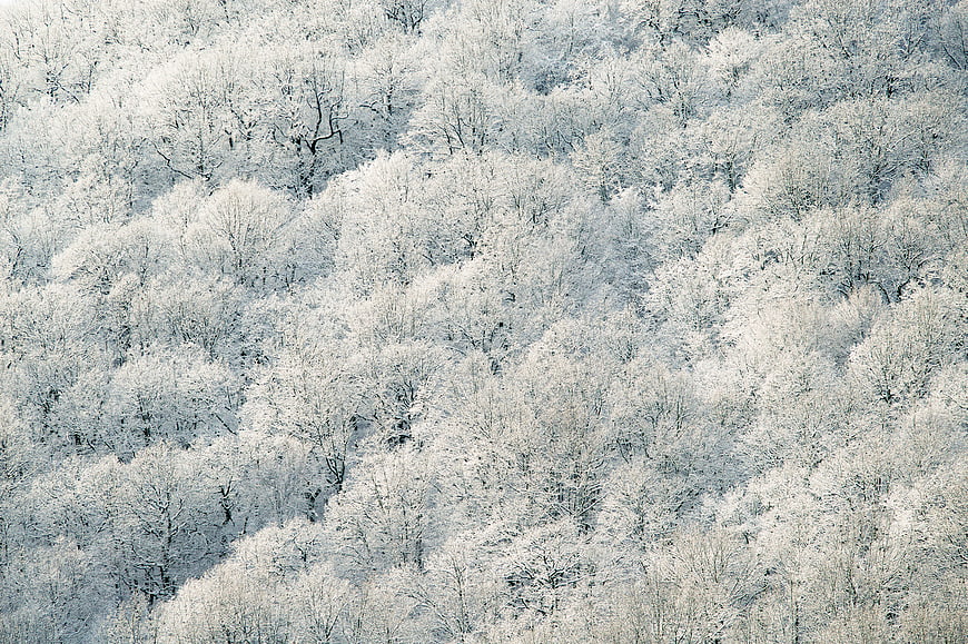 Aerial View of Snow-Covered Winter Forest Trees
