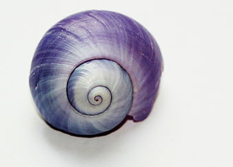 Purple Snail Shell Macro Close Up On White Background