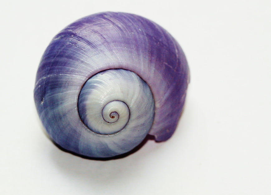 Purple Snail Shell Macro Close Up On White Background