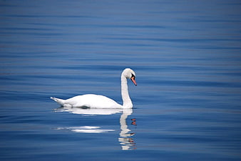 White Swan Swimming in Calm Blue Water