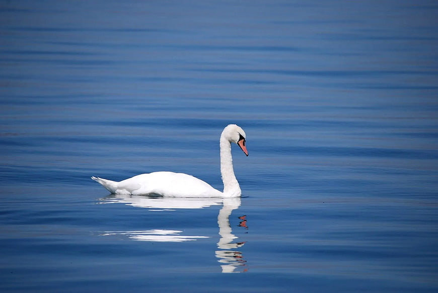 White Swan Swimming in Calm Blue Water