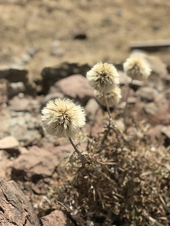 Dried thistle seed heads in arid rocky landscape