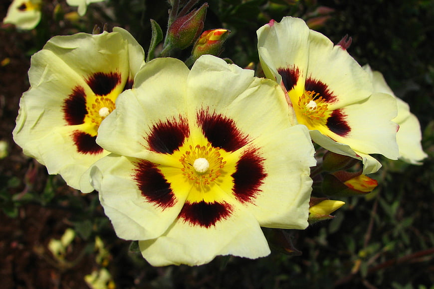 Close-up of yellow and red spotted rockrose flowers