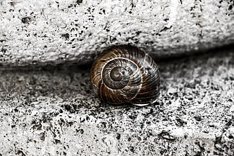 Close-up of a brown snail shell on textured concrete