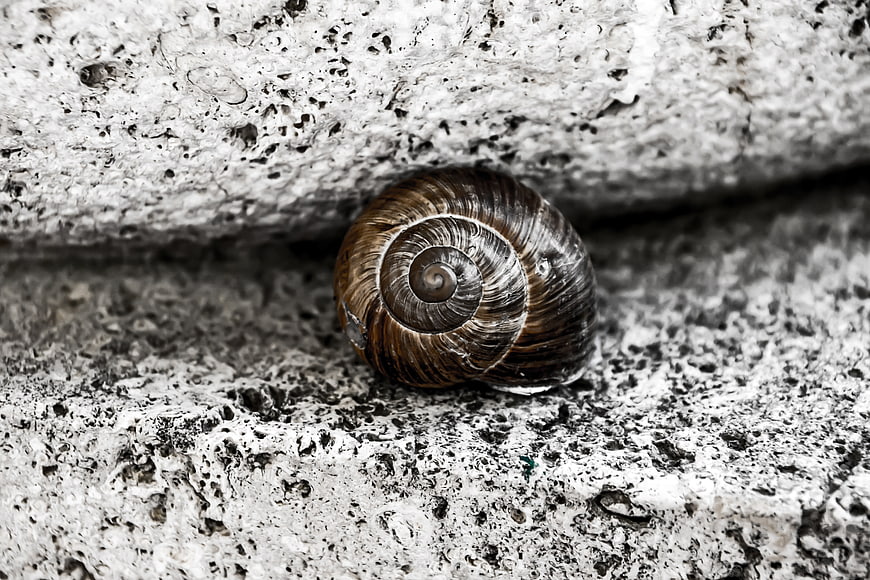 Close-up of a brown snail shell on textured concrete