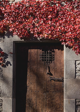 Rustic wooden door with vibrant red autumn ivy