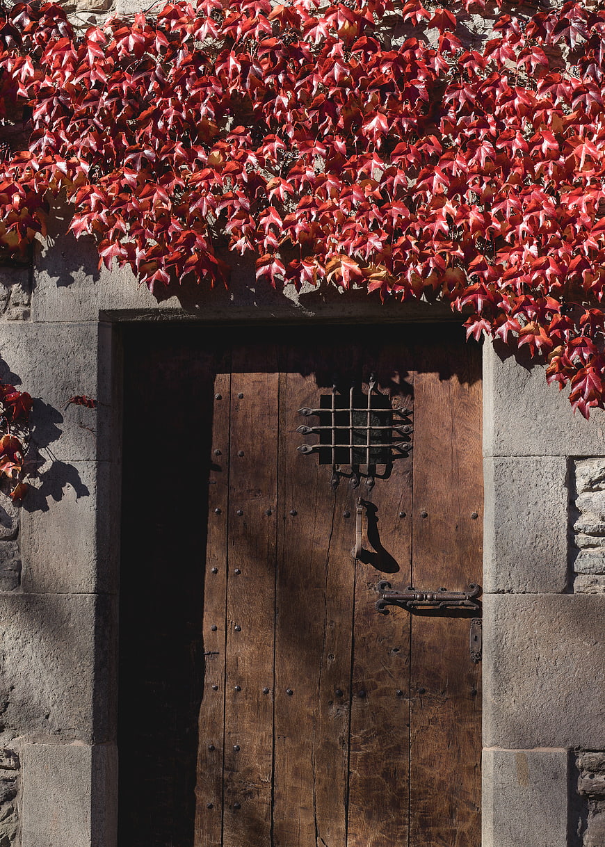 Rustic wooden door with vibrant red autumn ivy