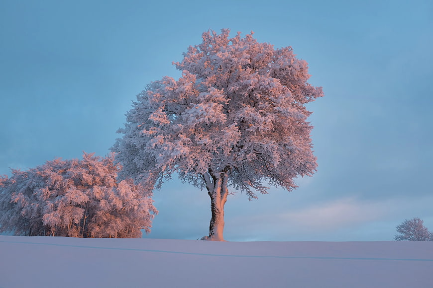 Snow-covered tree in winter landscape with pink alpenglow