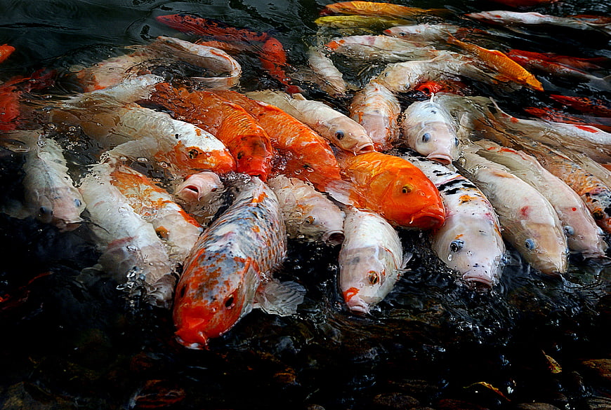 Colorful Koi Fish Feeding in Dark Pond Water