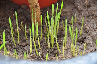Fresh Green Seedlings Sprouting From Dark Soil With Water Droplets