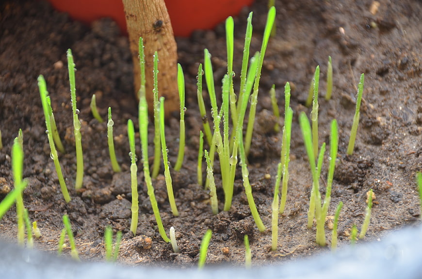 Fresh Green Seedlings Sprouting From Dark Soil With Water Droplets