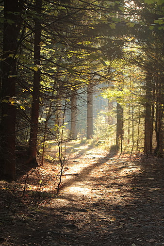 Sunlit Forest Path in Autumn with Dappled Light