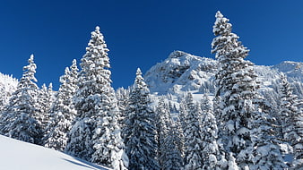 Snow-covered fir trees and mountain peak under blue sky