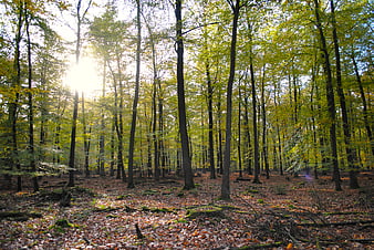 Sunlight streaming through autumn forest trees