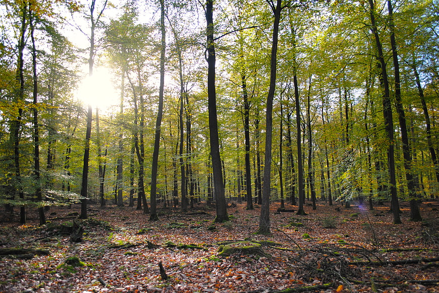 Sunlight streaming through autumn forest trees