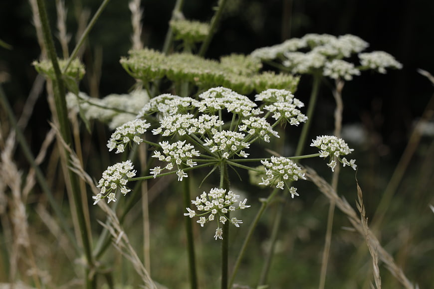 Close-up of white wildflower umbel in natural meadow setting