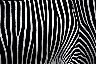 Black and White Zebra Stripe Texture Close Up