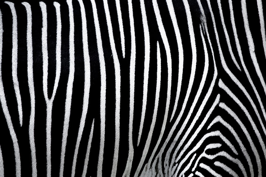 Black and White Zebra Stripe Texture Close Up