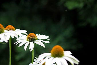 White Echinacea Flowers with Orange Centers in Garden