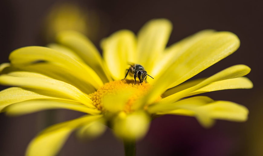 Close-up of a bee pollinating a yellow flower
