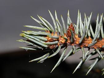 Macro shot of blue spruce branch with water droplets