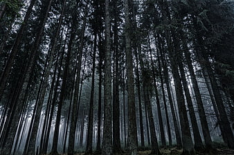 Misty Dark Forest with Tall Pine Trees and Fog