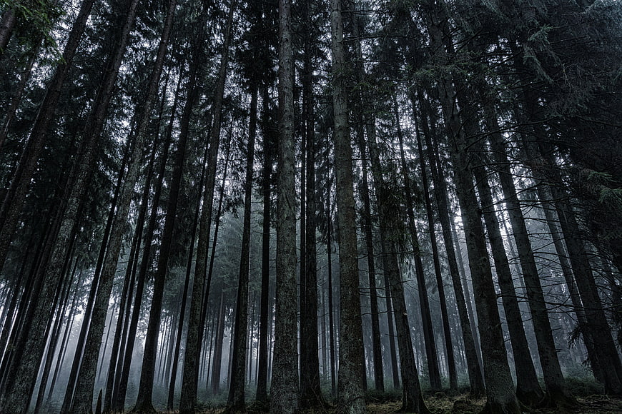 Misty Dark Forest with Tall Pine Trees and Fog